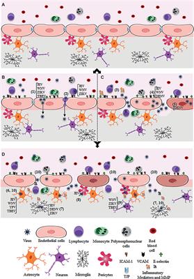 Pathways Exploited by Flaviviruses to Counteract the Blood-Brain Barrier and Invade the Central Nervous System